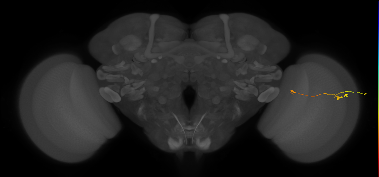 Tm5a_R (JRC_OpticLobe:554553)