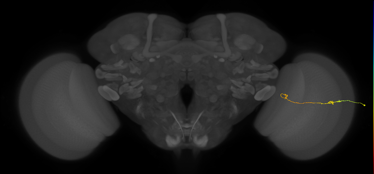Tm5a_R (JRC_OpticLobe:174683)