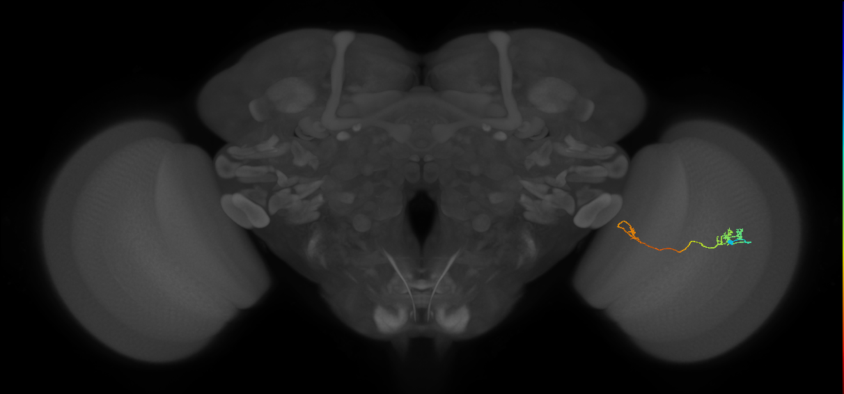 Tm5a_R (JRC_OpticLobe:97333)