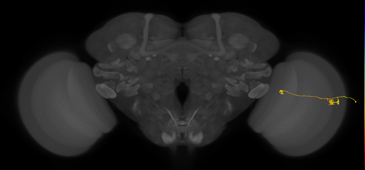 Tm5a_R (JRC_OpticLobe:118148)