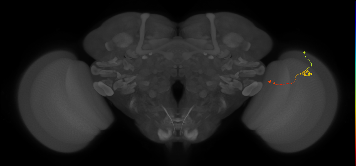 Tm5a_R (JRC_OpticLobe:137657)