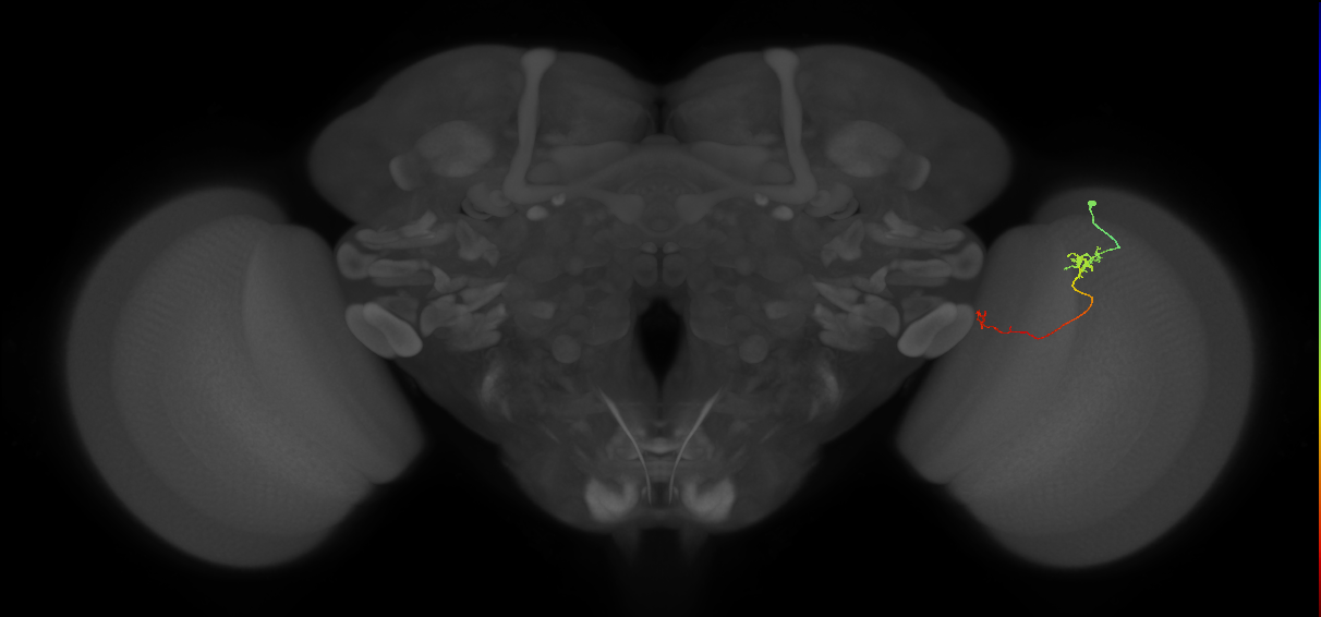 Tm5a_R (JRC_OpticLobe:149520)