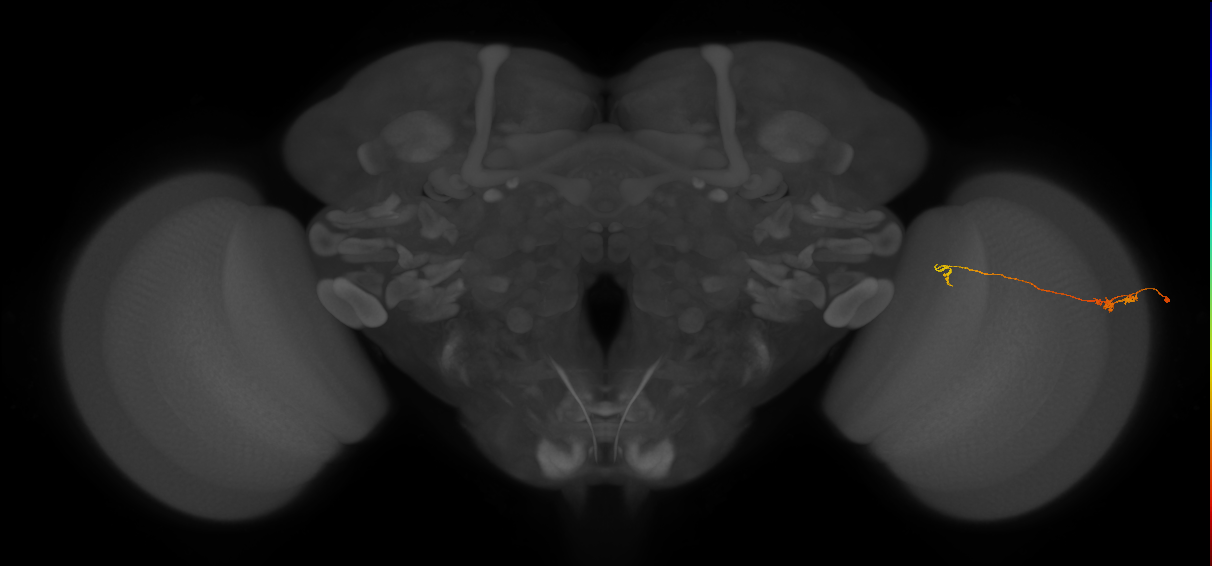 Tm5a_R (JRC_OpticLobe:183349)