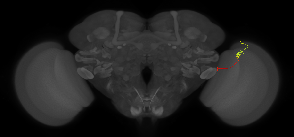 Tm5a_R (JRC_OpticLobe:158623)