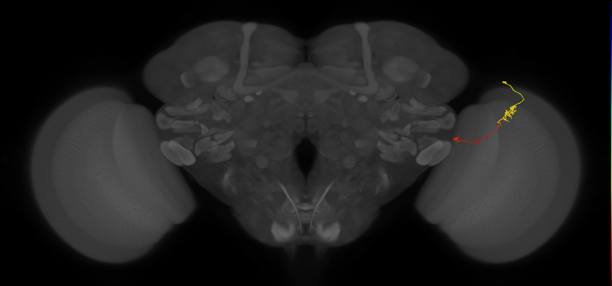 Tm5a_R (JRC_OpticLobe:149890)