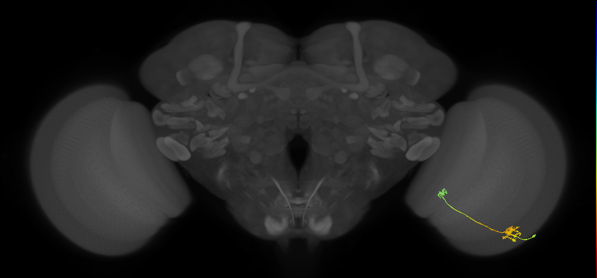 Tm5a_R (JRC_OpticLobe:78568)