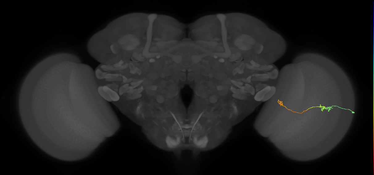Tm5a_R (JRC_OpticLobe:115951)