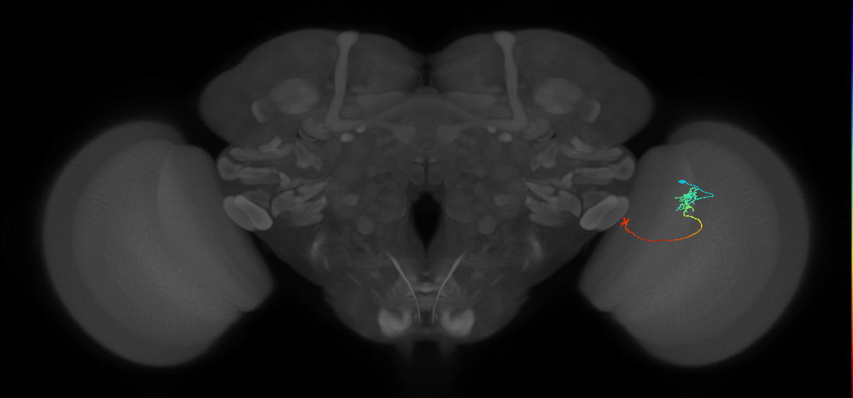 Tm5a_R (JRC_OpticLobe:140907)