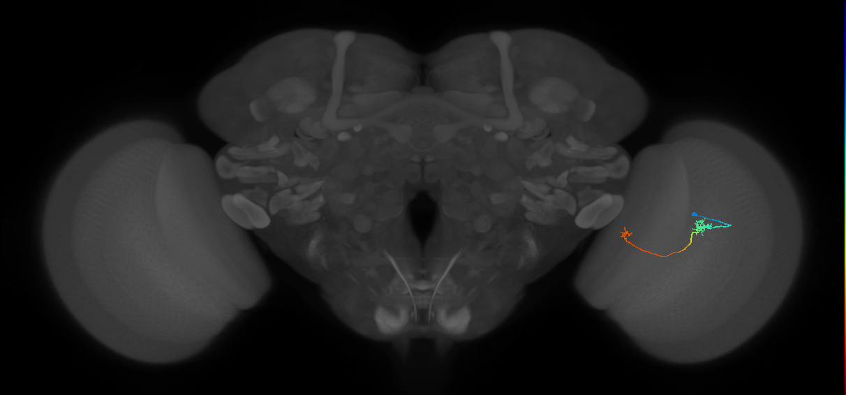 Tm5a_R (JRC_OpticLobe:123125)