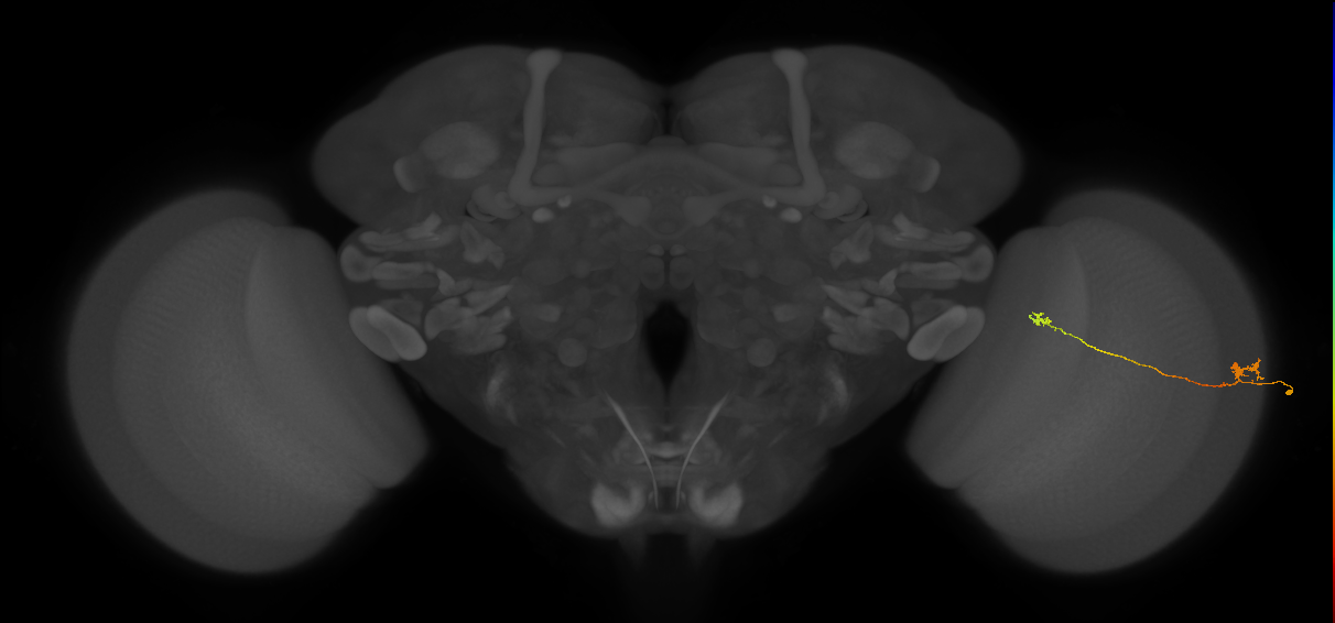 Tm5a_R (JRC_OpticLobe:124197)