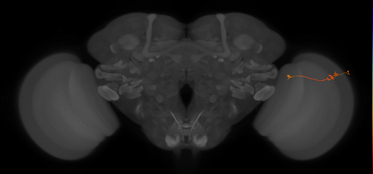 Tm5a_R (JRC_OpticLobe:181718)