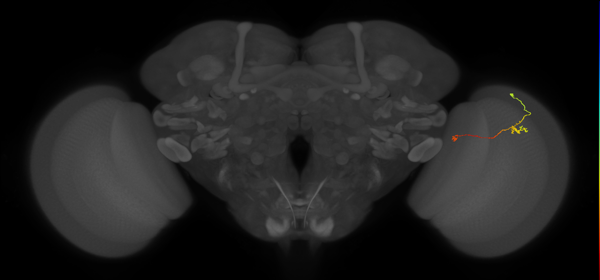 Tm5a_R (JRC_OpticLobe:142758)