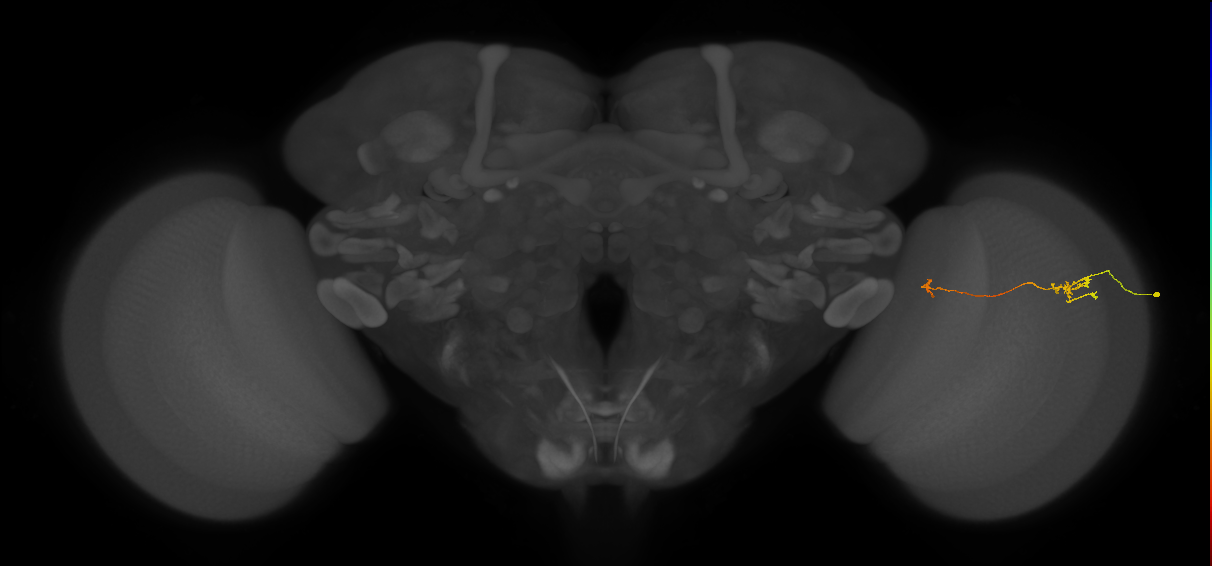 Tm5a_R (JRC_OpticLobe:133320)