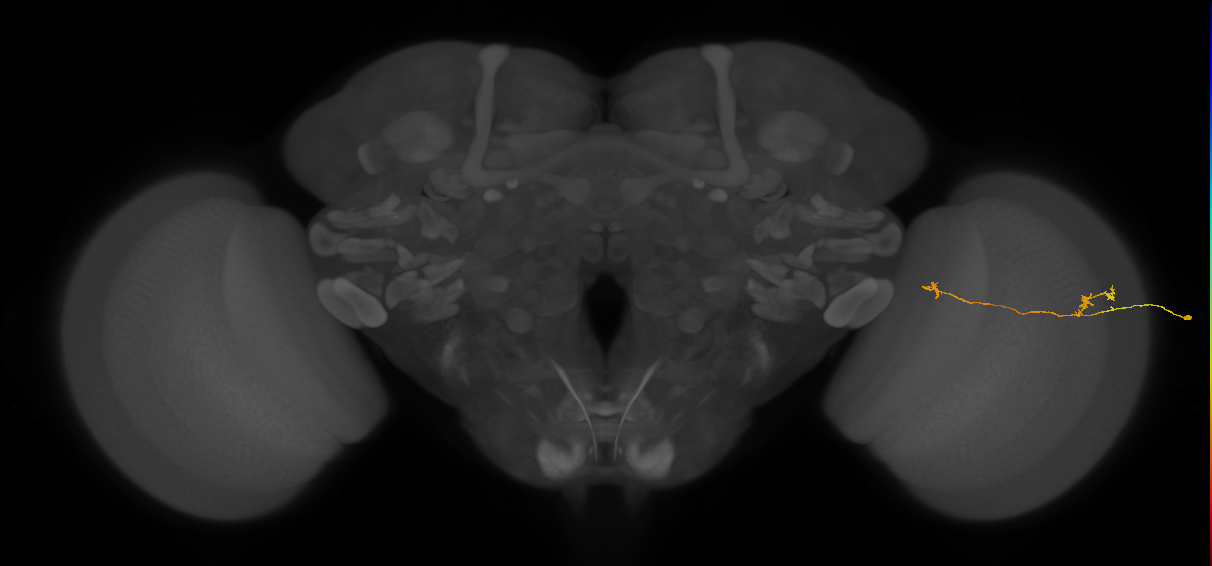 Tm5a_R (JRC_OpticLobe:133779)