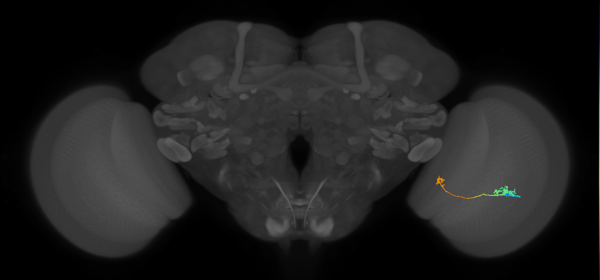 Tm5a_R (JRC_OpticLobe:88118)