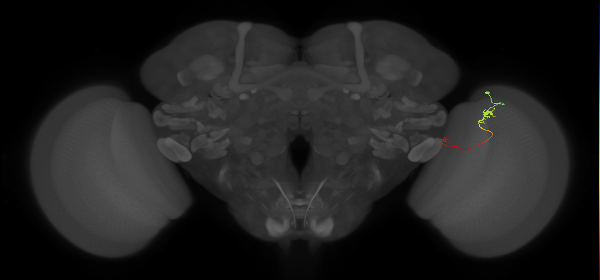 Tm5b_R (JRC_OpticLobe:122482)