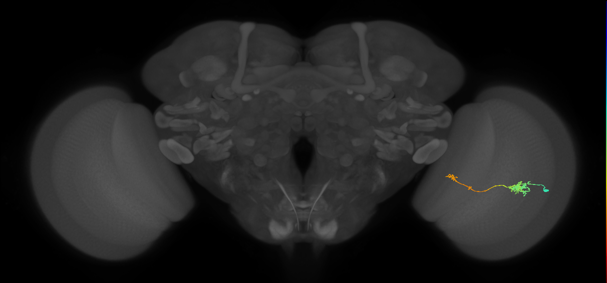 Tm5b_R (JRC_OpticLobe:72182)