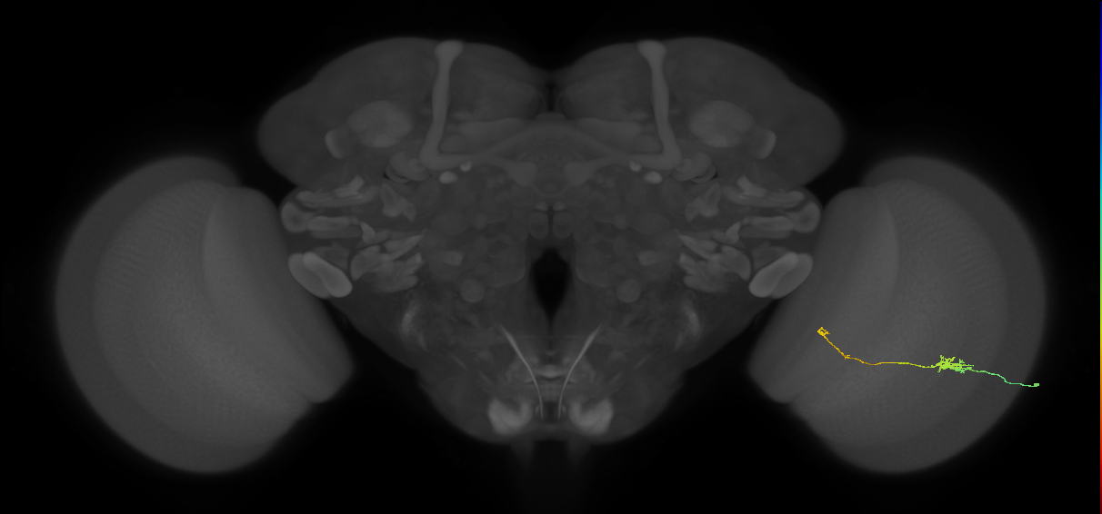 Tm5b_R (JRC_OpticLobe:96742)