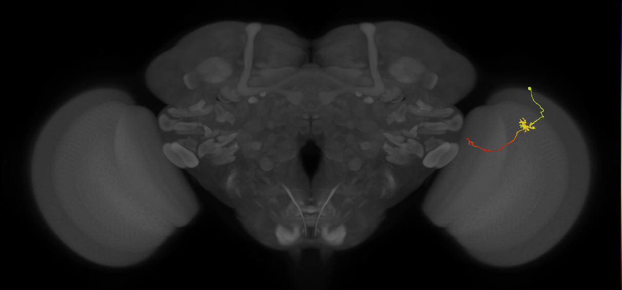 Tm5b_R (JRC_OpticLobe:122327)