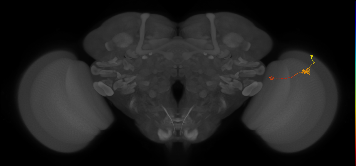 Tm5b_R (JRC_OpticLobe:112935)