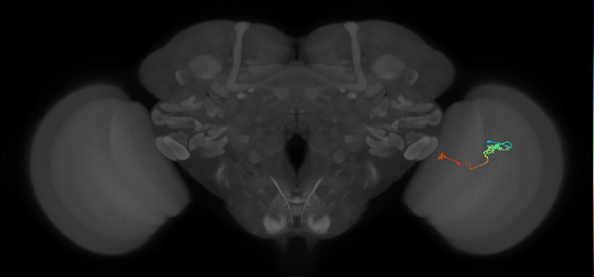 Tm5b_R (JRC_OpticLobe:115672)