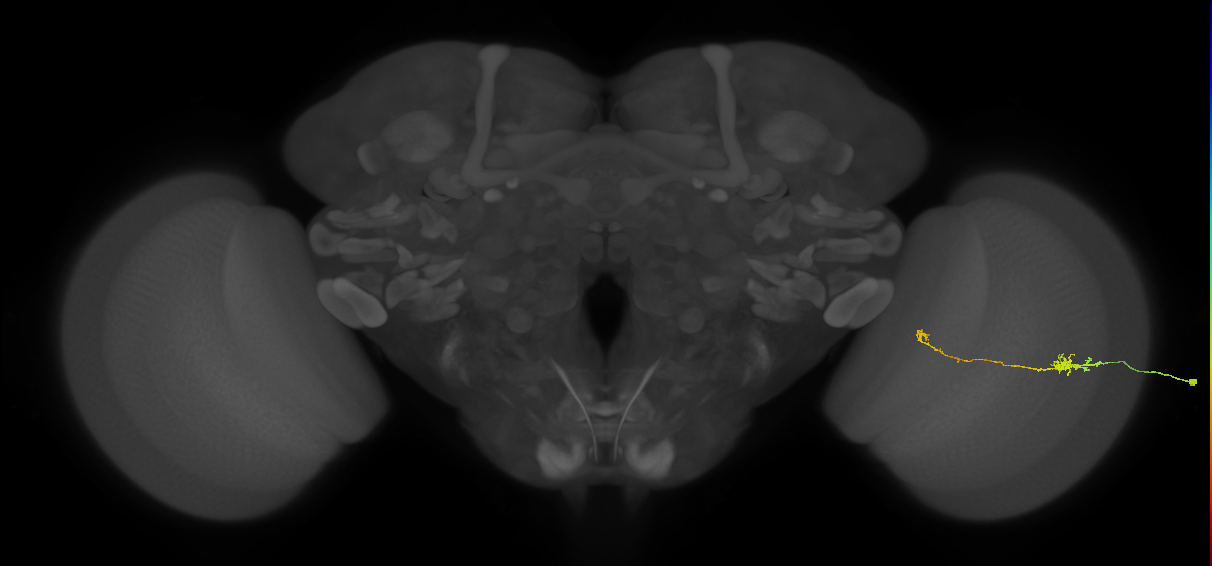 Tm5b_R (JRC_OpticLobe:132149)