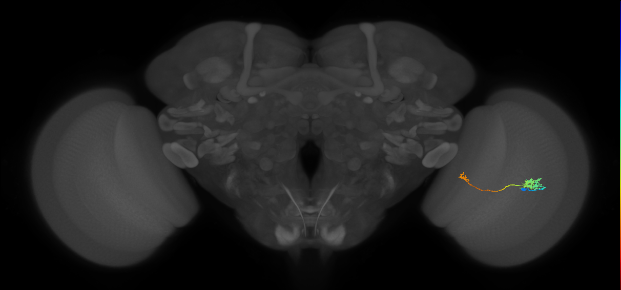 Tm5b_R (JRC_OpticLobe:80436)