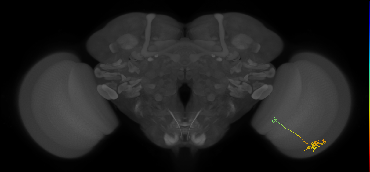 Tm5b_R (JRC_OpticLobe:83463)