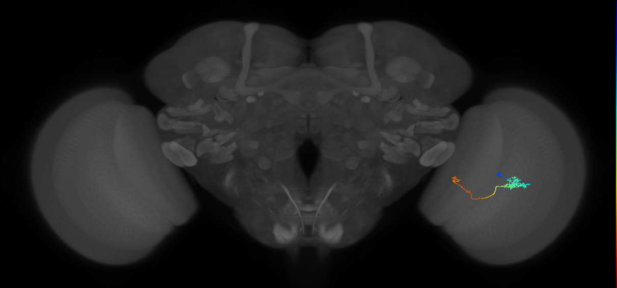Tm5b_R (JRC_OpticLobe:77908)