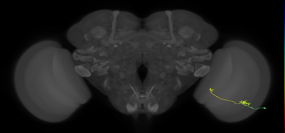 Tm5b_R (JRC_OpticLobe:93939)
