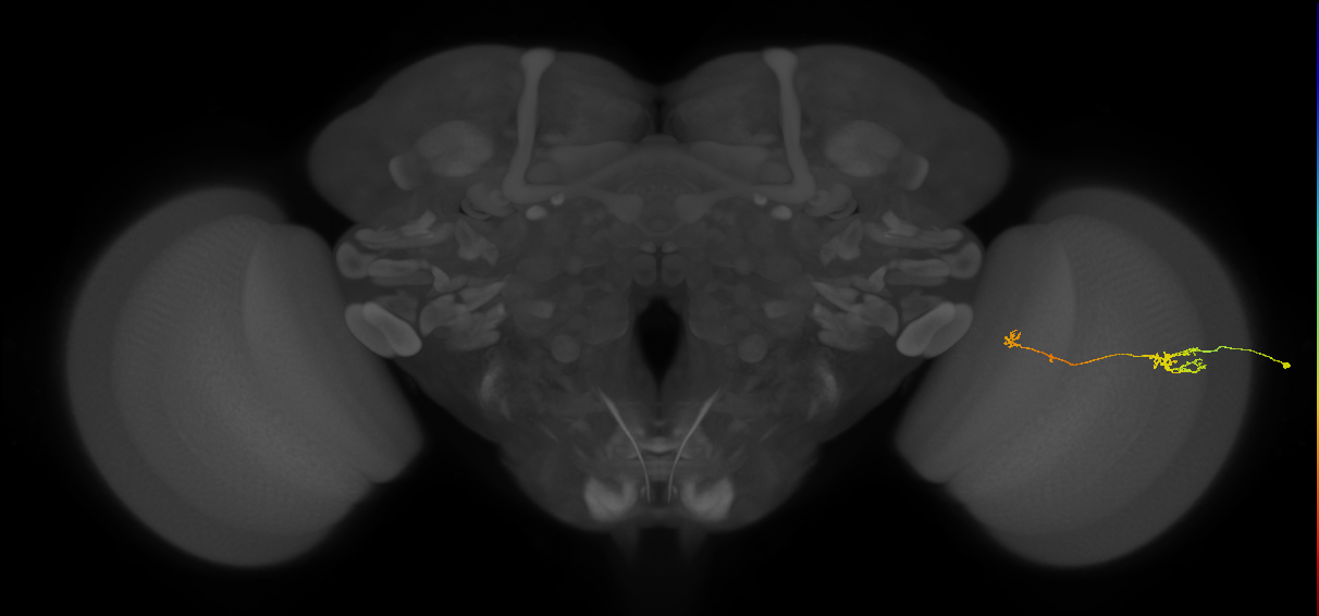 Tm5b_R (JRC_OpticLobe:101851)