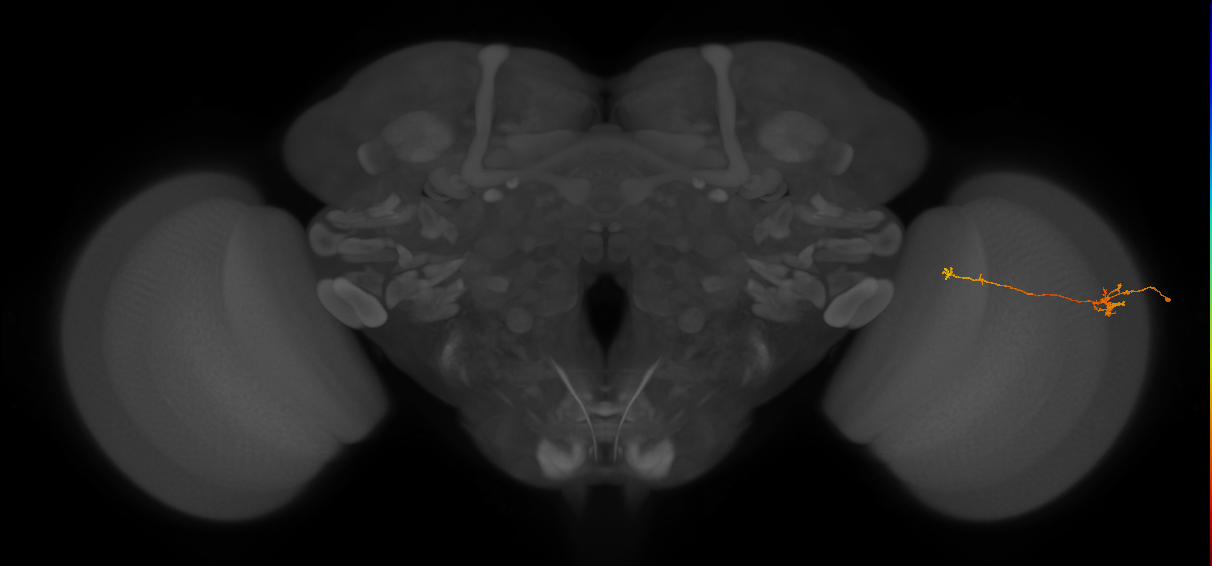 Tm5b_R (JRC_OpticLobe:177116)