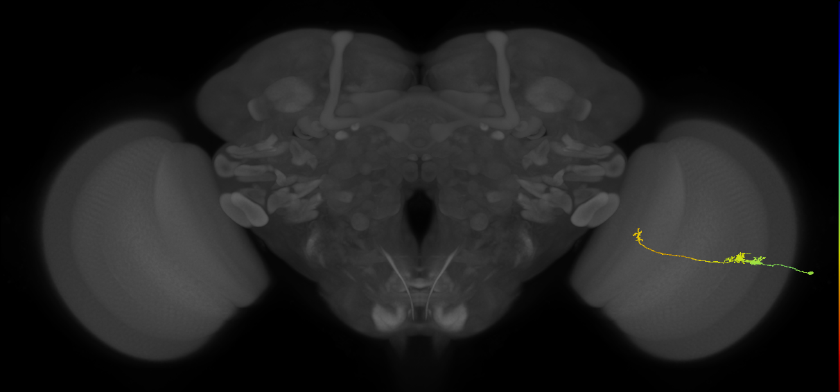 Tm5b_R (JRC_OpticLobe:132379)