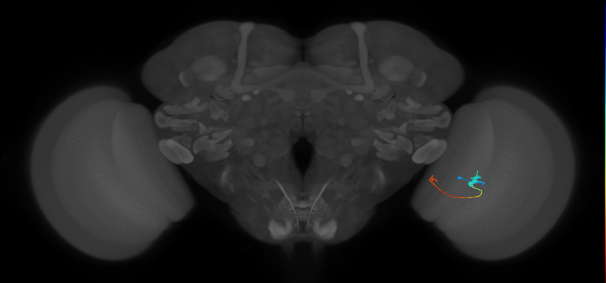 Tm5b_R (JRC_OpticLobe:126497)