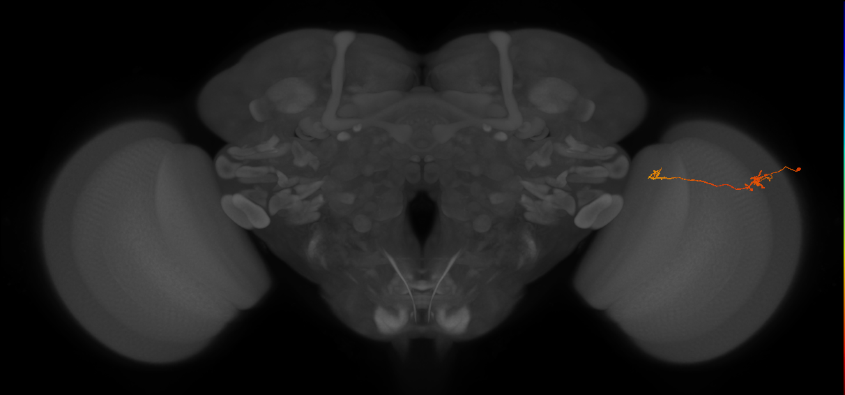Tm5b_R (JRC_OpticLobe:134673)