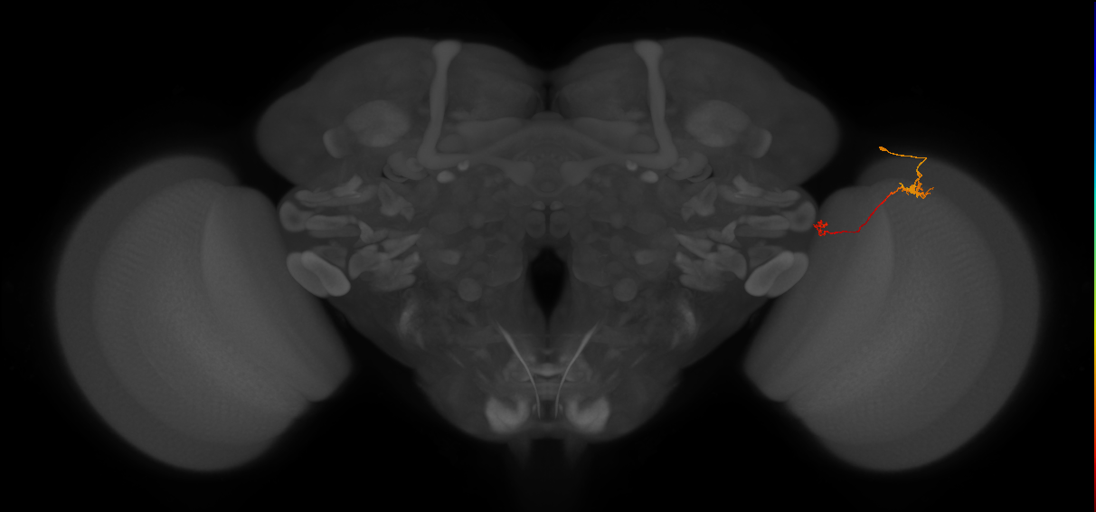 Tm5b_R (JRC_OpticLobe:140505)