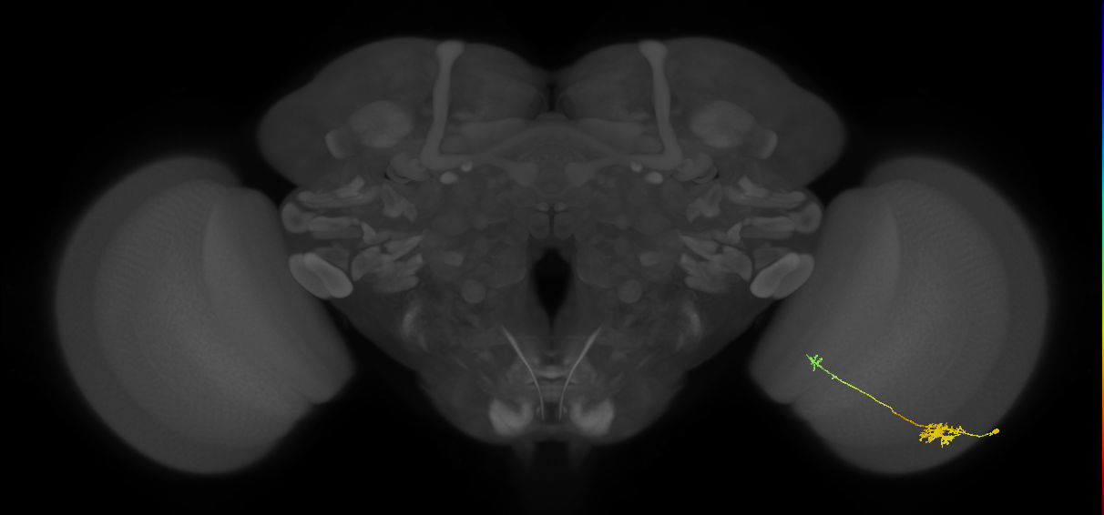 Tm5b_R (JRC_OpticLobe:82254)