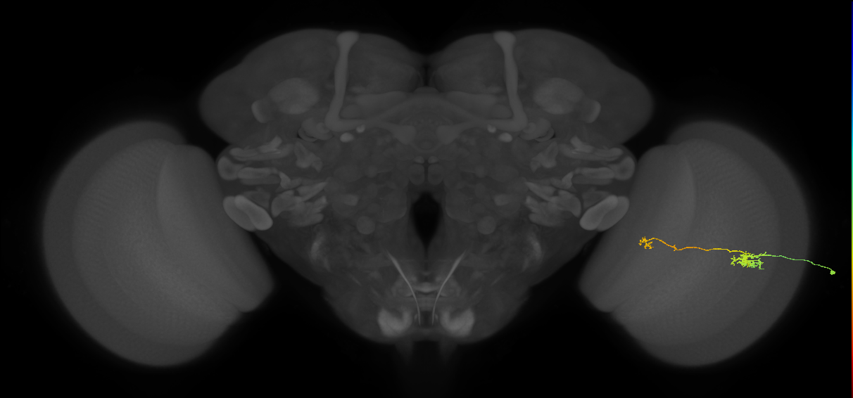 Tm5b_R (JRC_OpticLobe:542091)