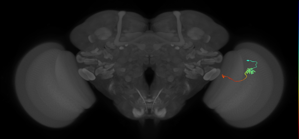 Tm5b_R (JRC_OpticLobe:69019)