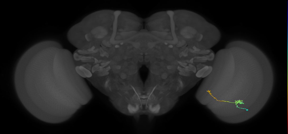 Tm5b_R (JRC_OpticLobe:101757)