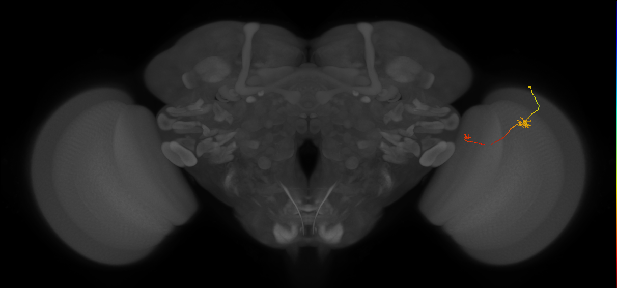 Tm5b_R (JRC_OpticLobe:140674)