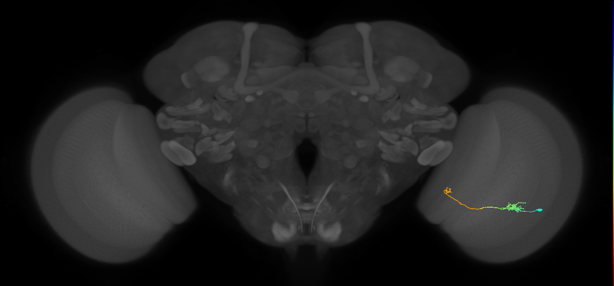 Tm5b_R (JRC_OpticLobe:96133)