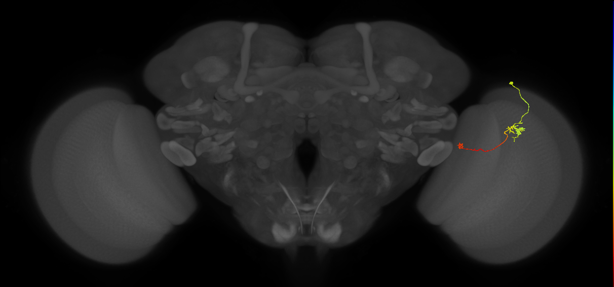 Tm5b_R (JRC_OpticLobe:124662)