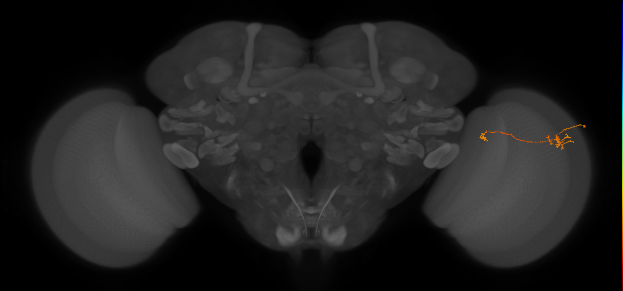 Tm5b_R (JRC_OpticLobe:122432)