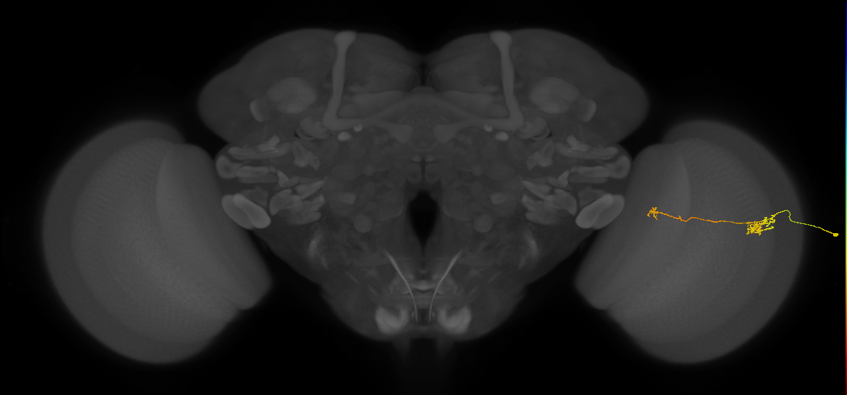 Tm5b_R (JRC_OpticLobe:145728)