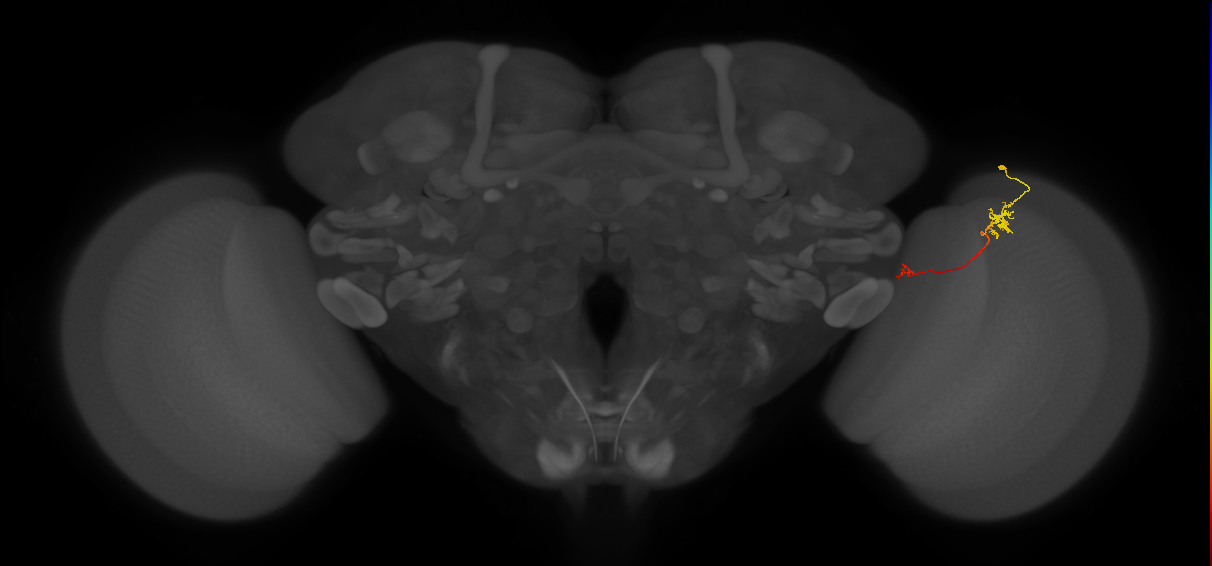 Tm5b_R (JRC_OpticLobe:129613)