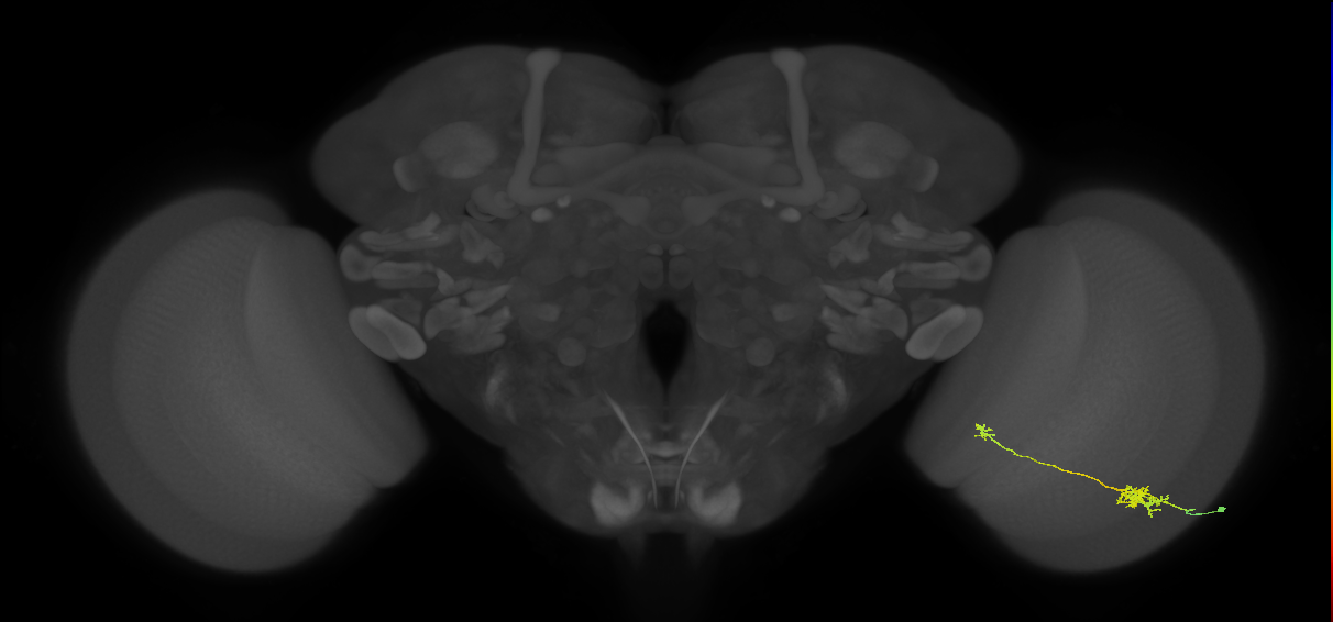 Tm5b_R (JRC_OpticLobe:74571)