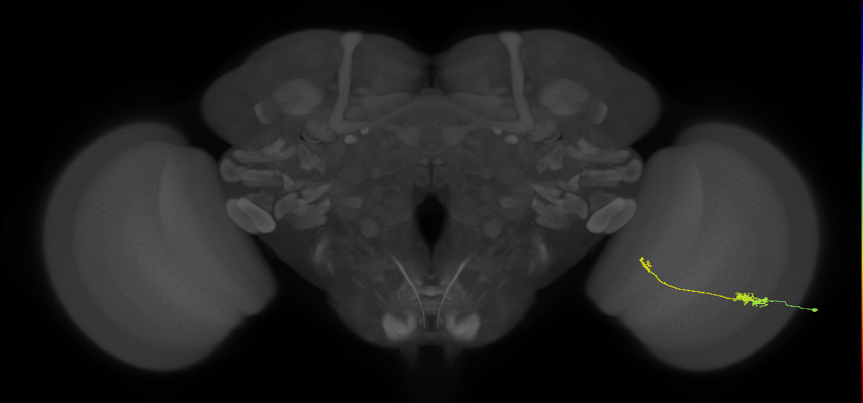Tm5b_R (JRC_OpticLobe:47581)