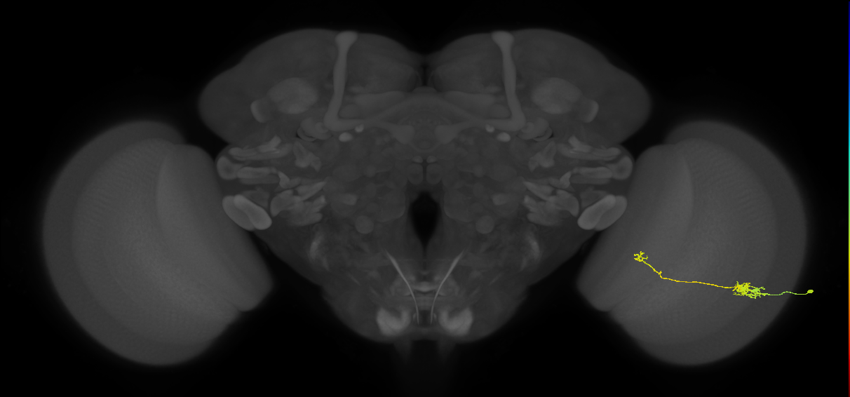 Tm5b_R (JRC_OpticLobe:116466)