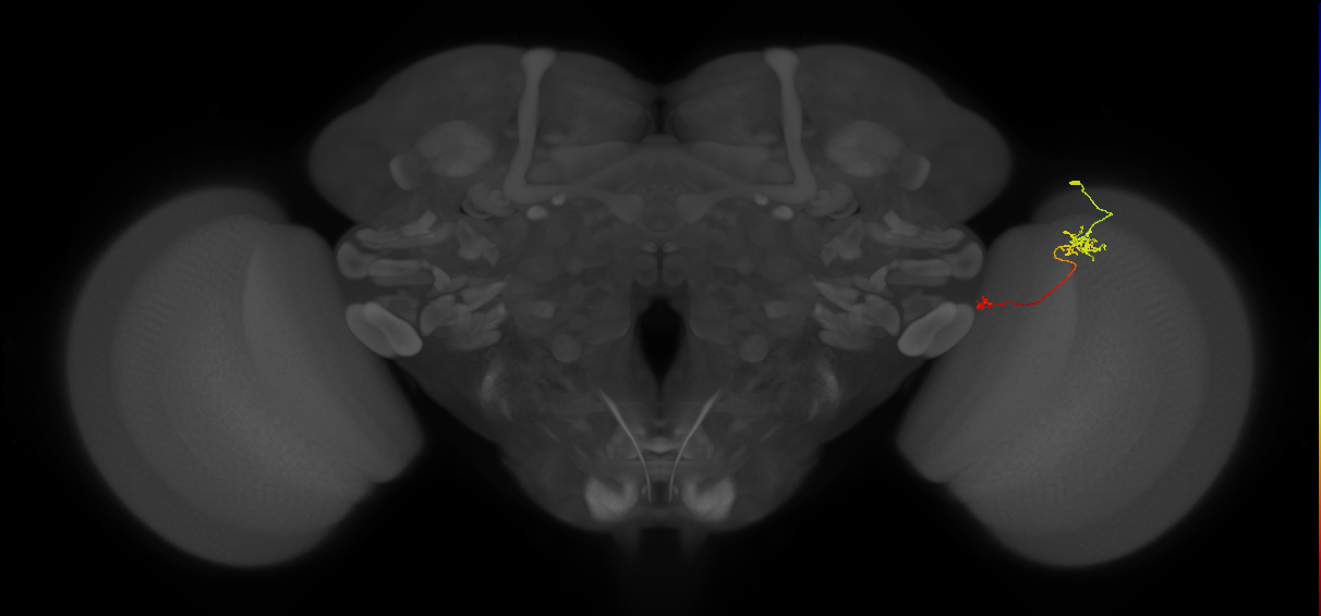 Tm5b_R (JRC_OpticLobe:128938)